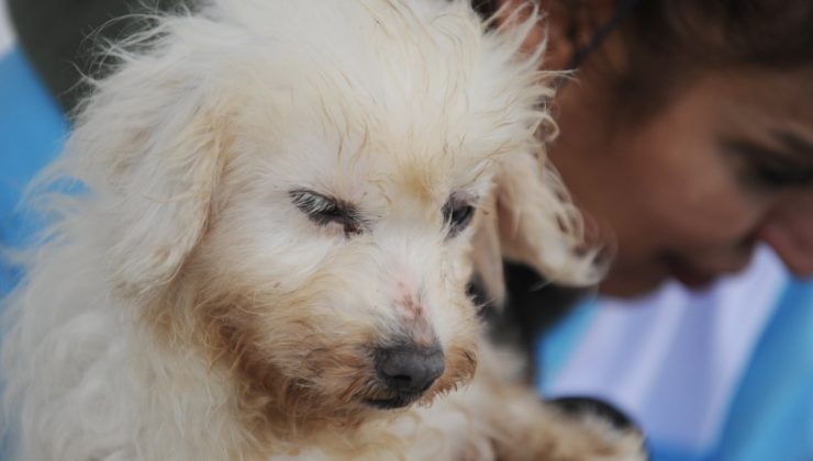 Merdiven altı üretilen 30 cins köpek kurtarıldı; bakımsızlıktan kör olmuş, dişleri çekilmiş