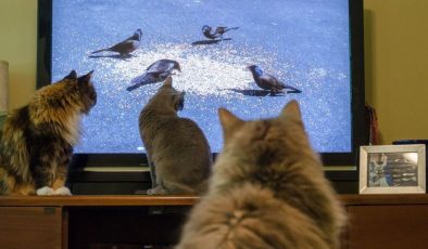 Kedi ve Köpekler Televizyon İzlerken Bunları Görüyor: Şaşıracaksınız!