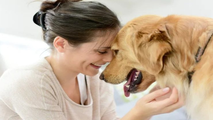 Köpeklerin kimin stresli olduğunu anlaması yalnızca birkaç saniye sürer