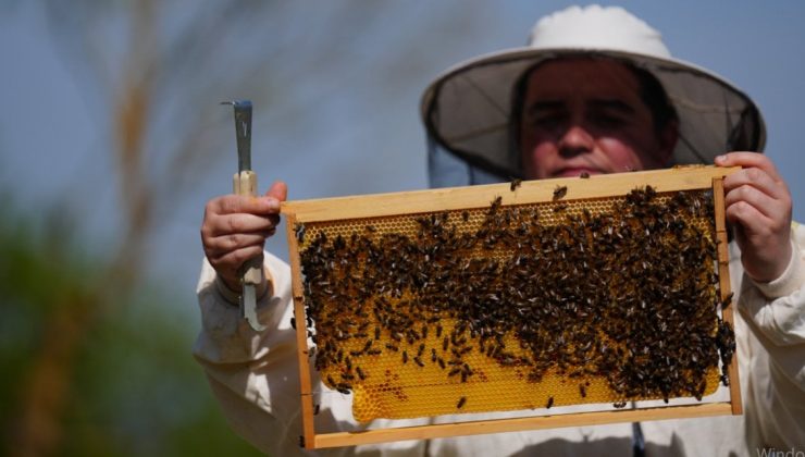 Üst Düzey Yöneticiliği Bırakıp Köye Yerleşti, Şimdi Onlarca Kovanı Var! Mektepli Arıcı Paraya Para Demiyor