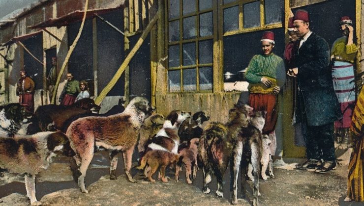 İstanbul’un Sokak Köpeklerinin Tarihi