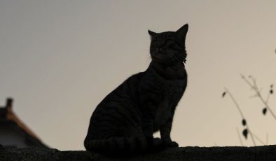 Yeni Bir Kedi Rengi Keşfedildi: Finlandiya’da Bulunan Bu Tür, Bilim Dünyasını Heyecanlandırıyor!