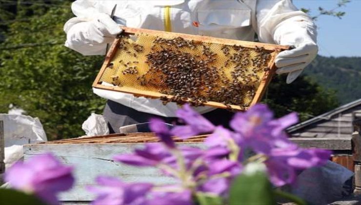 Karadeniz’in Gizli Hazinesi Deli Bal , Bazı Tarihçilere Göre Tarihin İlk Biyolojik Silahı