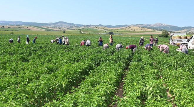 Köylüler sıcaktan strese giren sebzenin hasadına başladı! Kilosu 85 TL’den satılıyor, eklem ağrılarının kökünü kurutuyor