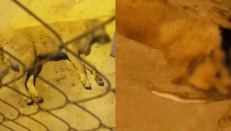 Muğla Gökova’da toplu zehirleme ve köpek katliamı!