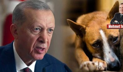 Yasal kabul edildi: Köpekleri öldürecek miyiz?