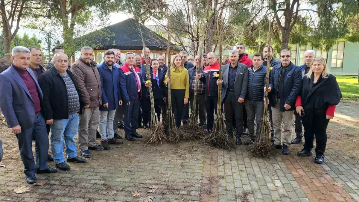 Nazilli’de Kestane Fidanı Dağıtımı Gerçekleştirildi