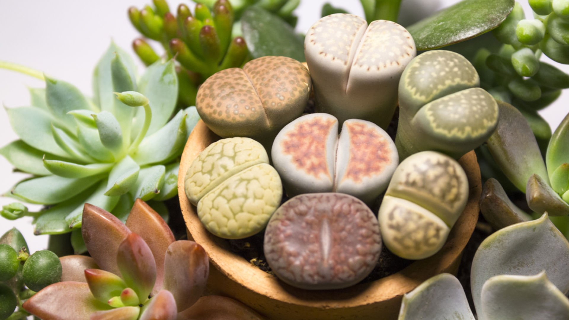 Lithops taş kaktüs bakımı nasıldır?